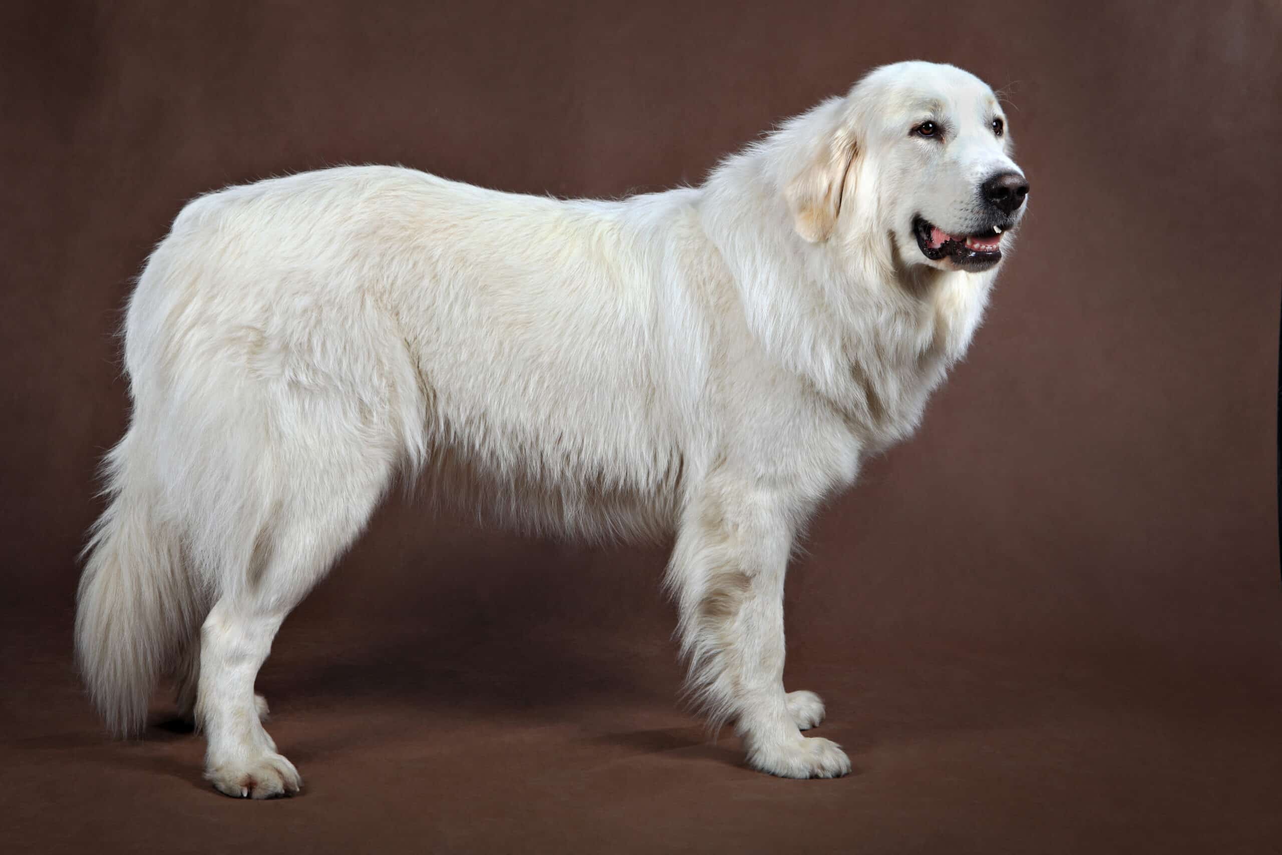 Best Exercise for Overweight Golden Retrievers: Tips and Tricks
