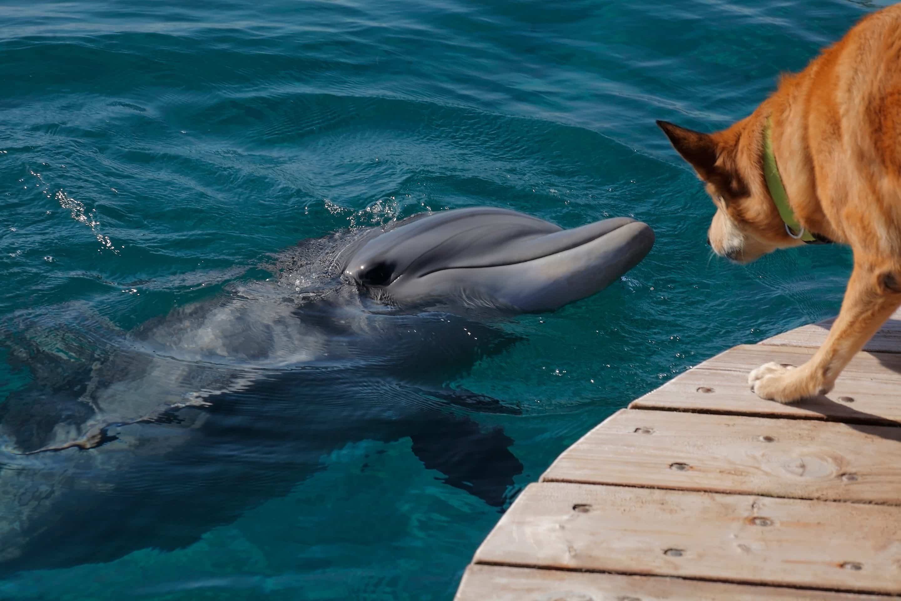 Golden Retriever and Dolphin Have a Splashin’ Good Time