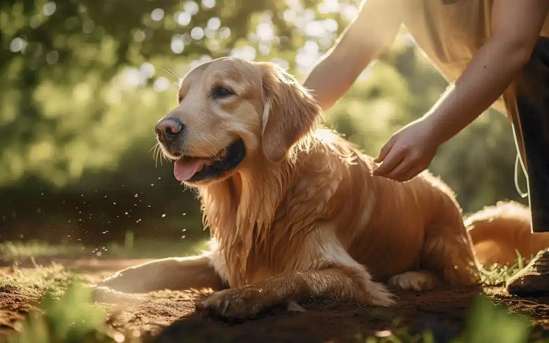 Golden Retriever Grooming 101: Tips and Tricks for a Healthy, Shiny Coat