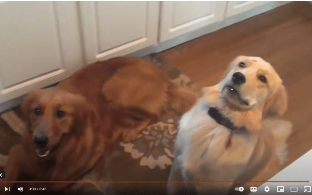 Top 10 Funniest Golden Retriever Videos: #1 Will Melt Your Heart