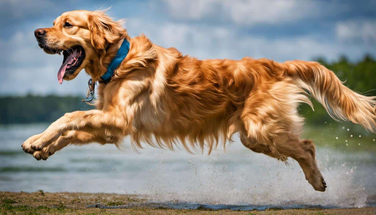 A happy Golden Retriever jumping mid-air during playtime.